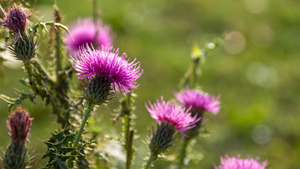 What is Milk Thistle And How Does It Support Liver Function?