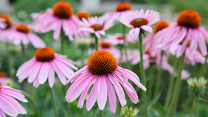 Health Benefits Of Echinacea